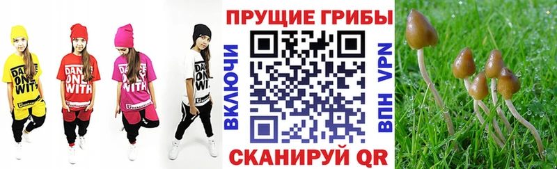 Псилоцибиновые грибы GOLDEN TEACHER  закладка  Новошахтинск 